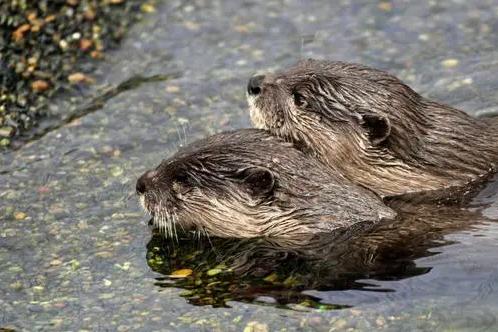 動物が寄り添い合う写真