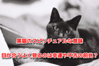 黒猫のスピリチュアルな意味！目が合うよく見るのは幸運や不吉の前兆？