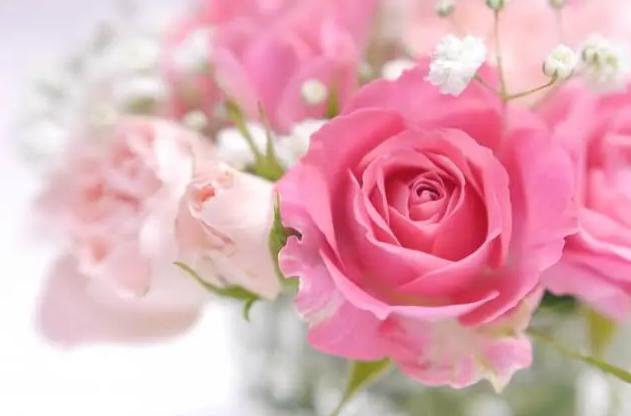 ピンク色のバラの写真