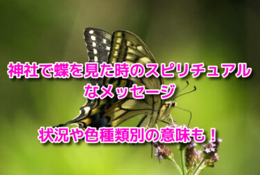 神社で蝶を見た時のスピリチュアルなメッセージ！状況や色種類別の意味も