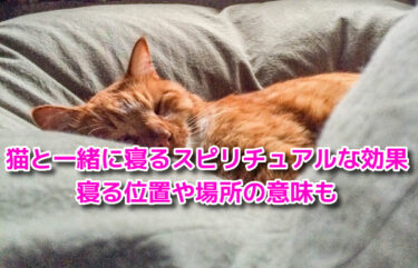 猫と一緒に寝るスピリチュアルな効果！寝る位置や場所の意味は？