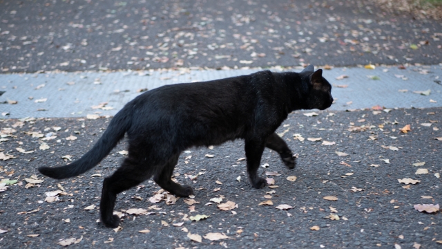 黒猫