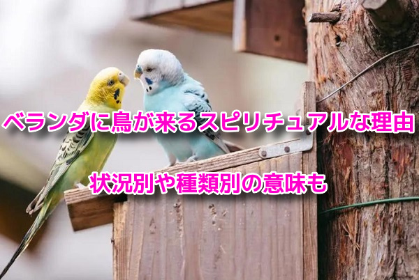 ベランダに鳥が来るスピリチュアルな理由